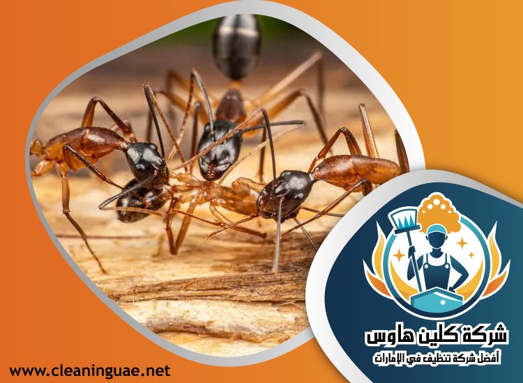 شركة مكافحة الرمة في عجمان
