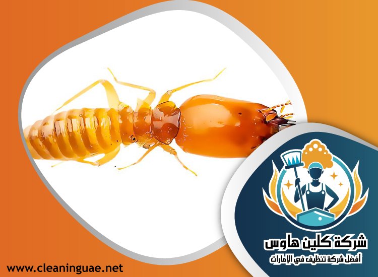 شركة مكافحة الرمة في الشارقة 3 شركة مكافحة الرمة في الشارقة