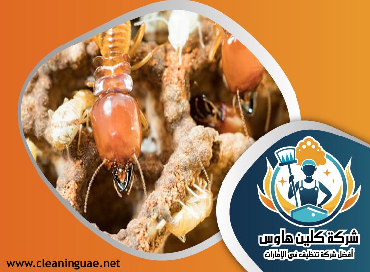 شركة مكافحة الرمة في الشارقة 4 شركة مكافحة الرمة في الشارقة