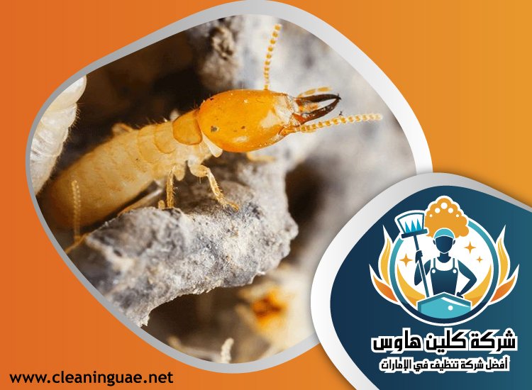 شركة مكافحة الرمة في الشارقة 5 شركة مكافحة الرمة في الشارقة