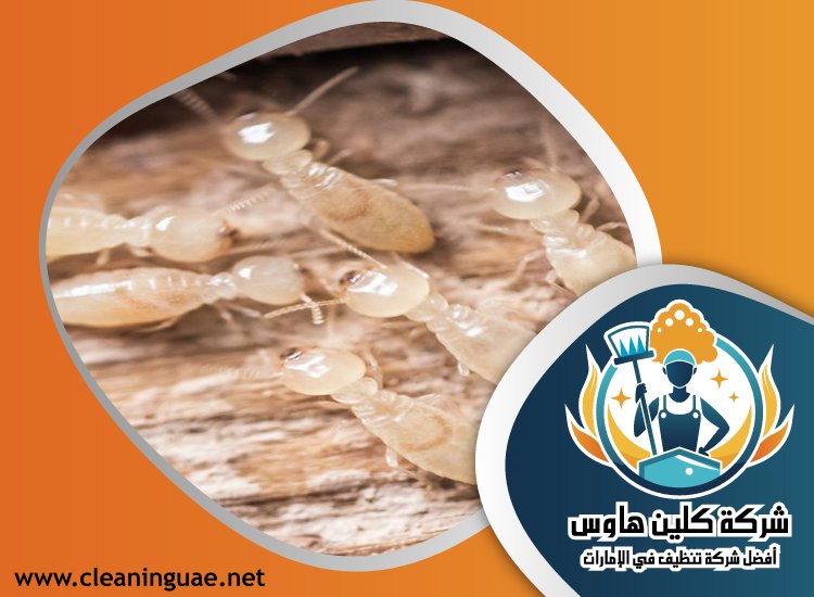 شركة مكافحة الرمة في راس الخيمة 5 شركة مكافحة الرمة في راس الخيمة