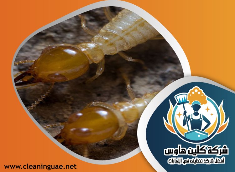 شركة مكافحة الرمة في راس الخيمة 4 شركة مكافحة الرمة في راس الخيمة