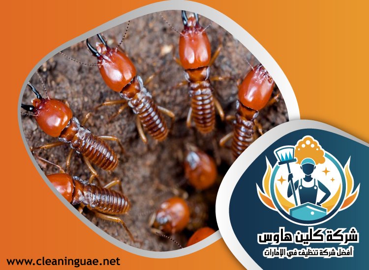 شركة مكافحة الرمة في راس الخيمة 3 شركة مكافحة الرمة في راس الخيمة