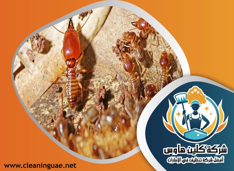 شركة مكافحة الرمة في راس الخيمة 34 شركة تنظيف كنب في راس الخيمة