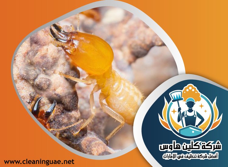 شركة مكافحة الرمة في السهول 3 شركة مكافحة الرمة في السهول