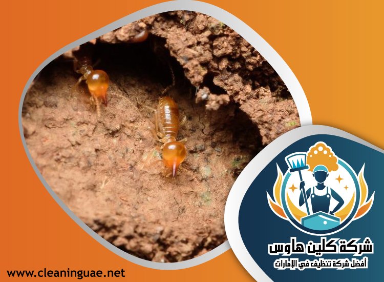 شركة مكافحة الرمة في القصيص 3 شركة مكافحة الرمة في القصيص