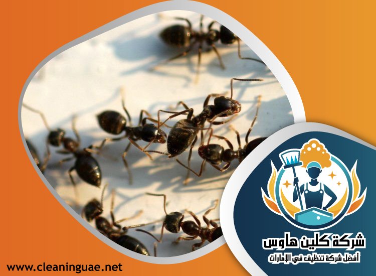 شركة مكافحة حشرات في الطيبة 3 شركة مكافحة حشرات في الطيبة