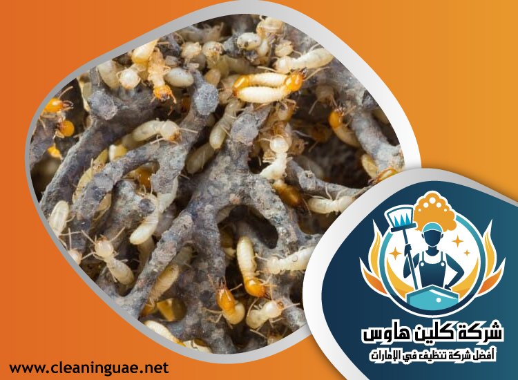 شركة مكافحة الرمة في الصفا 17 شركة مكافحة الرمة في الصفا