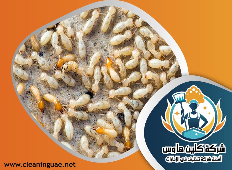 شركة مكافحة الرمة في الصفوح 