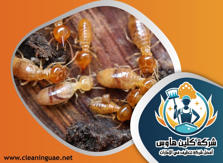شركة مكافحة الرمة في السهول