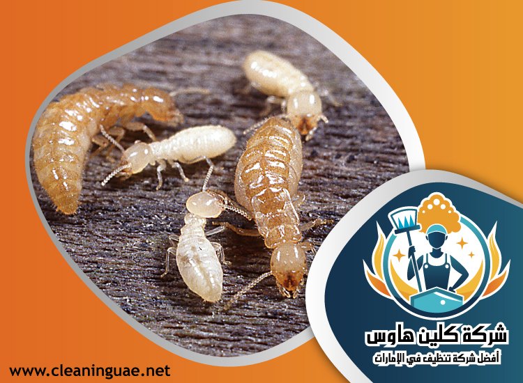شركة مكافحة الرمة في السهول