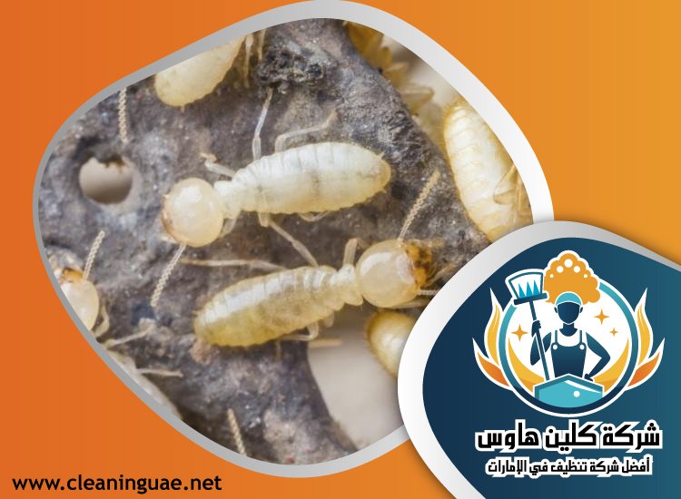 شركة مكافحة الرمة في الضاحية