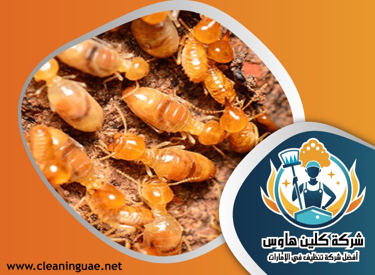 شركة مكافحة الرمة في الحمرية 3 شركة مكافحة الرمة في الحمرية