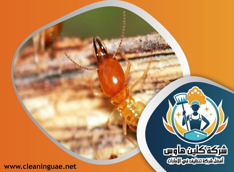 شركة مكافحة الرمة في الحمرية 30 شركة مكافحة الرمة في الحمرية
