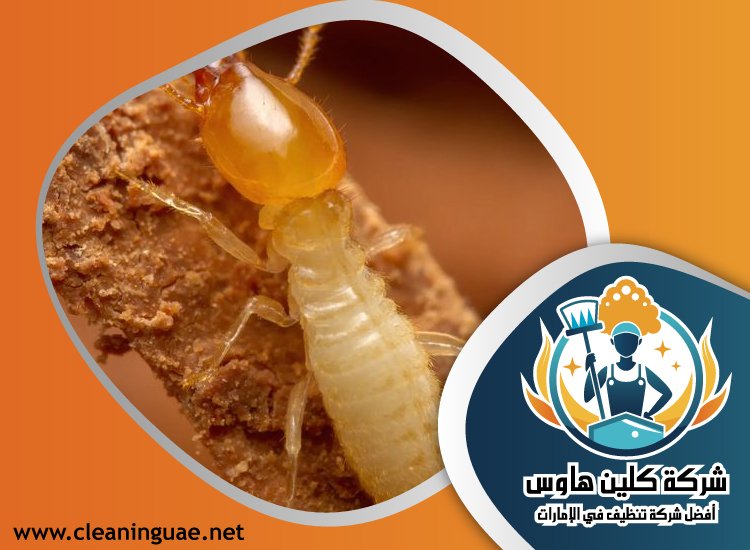 شركة مكافحة الرمة في الخوانيج 4 شركة مكافحة الرمة في الخوانيج
