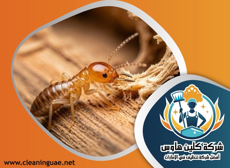 شركة مكافحة الرمة في الخوانيج 34 شركة مكافحة الرمة في الخوانيج