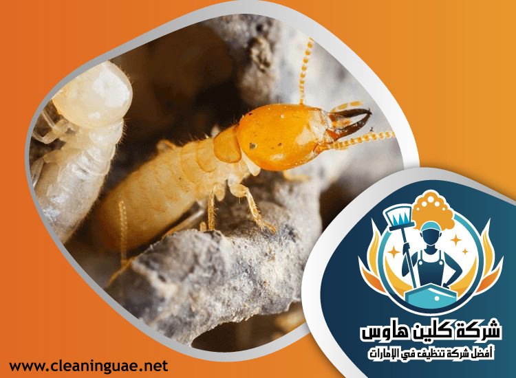 شركة مكافحة الرمة في الخوانيج 3 شركة مكافحة الرمة في الخوانيج