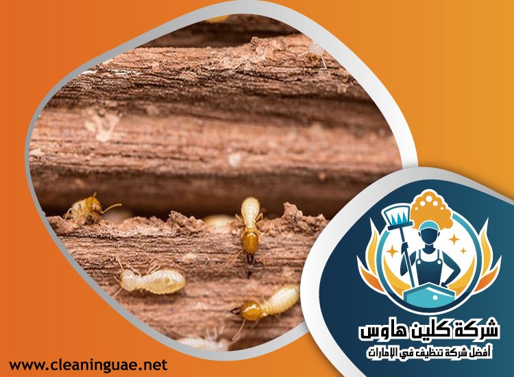 شركة مكافحة الرمة في البرشاء 3 شركة مكافحة الرمة في البرشاء