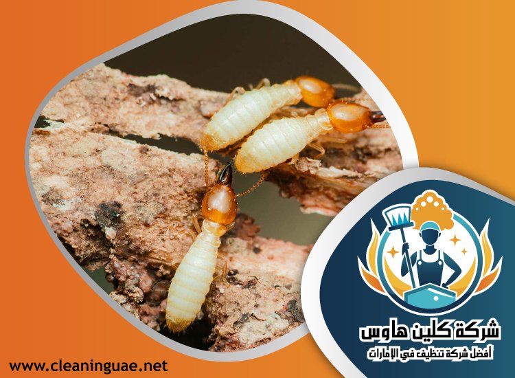 شركة مكافحة الرمة في البرشاء 33 شركة مكافحة الرمة في البرشاء
